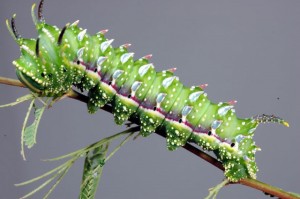 毛毛虫35码应该是多大_毛毛虫对应尺码_毛毛虫鞋最大码