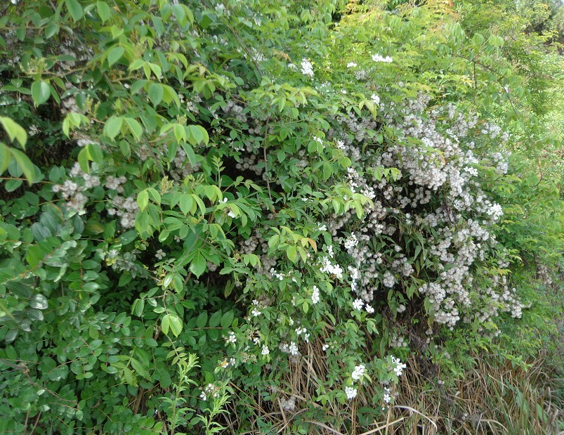 花刺代理ip都是失效的_花刺代理ip都是失效的_花刺代理ip都是失效的