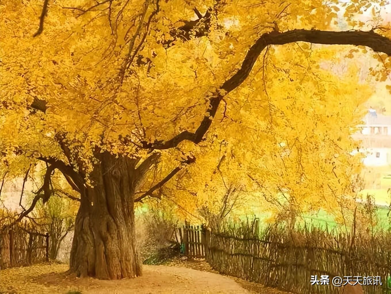 巅峰造型怎么样_巅峰特效_那里看白巅峰效果好