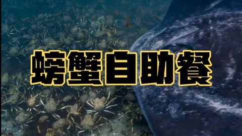 海底大猎杀如何解锁螃蟹模式-海底大猎杀螃蟹模式解锁攻略，快来探索神秘海域吧