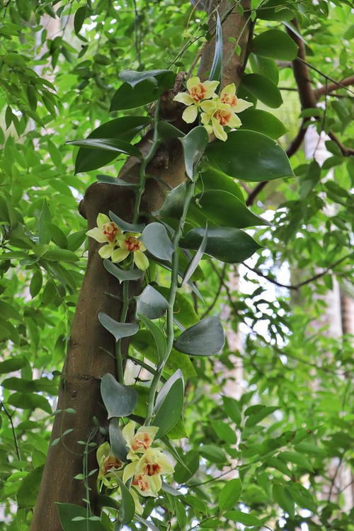香荚兰